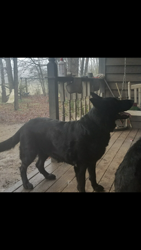 Pet Store «Tri-Creek Kennels», reviews and photos, 5641 US-129, Pendergrass, GA 30567, USA