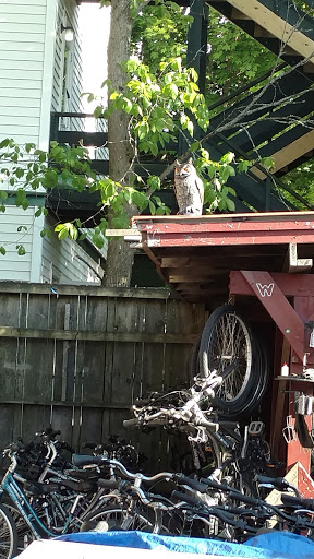 Tourist Information Center «Coastal Kayaking Tours Inc», reviews and photos, 48 Cottage St, Bar Harbor, ME 04609, USA