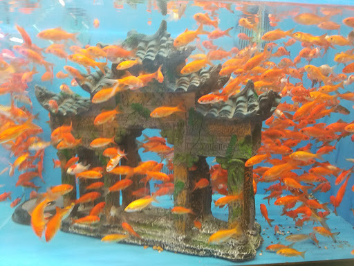 Pet Supply Store «PetSmart», reviews and photos, 3101 Market Center Drive, Morrisville, NC 27560, USA