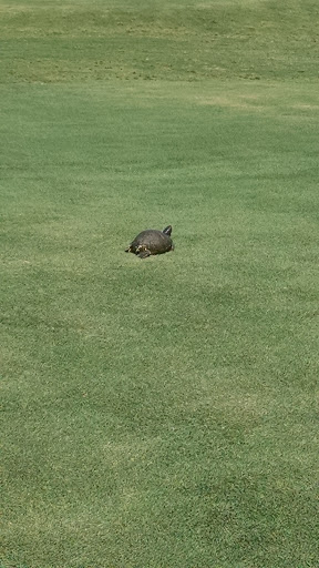 Golf Shop «De Bordieu Colony Golf Course», reviews and photos, 908 Bonny Neck Dr, Georgetown, SC 29440, USA