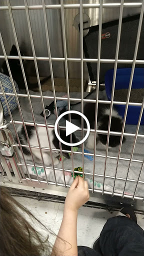 Pet Supply Store «PetSmart», reviews and photos, 45050 Northpointe Blvd, Utica, MI 48315, USA