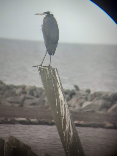 Nature Preserve «DuPont Nature Center», reviews and photos, 2992 Lighthouse Rd, Milford, DE 19963, USA