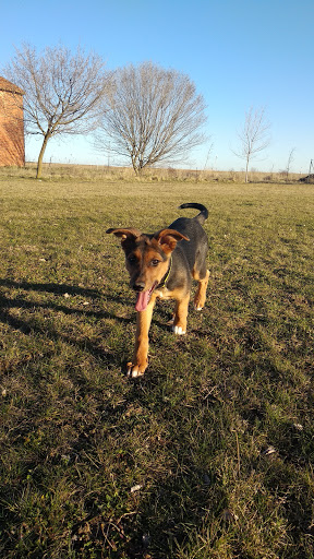 Clínica Veterinaria Salgado - Centeno en Valencia de Don Juan