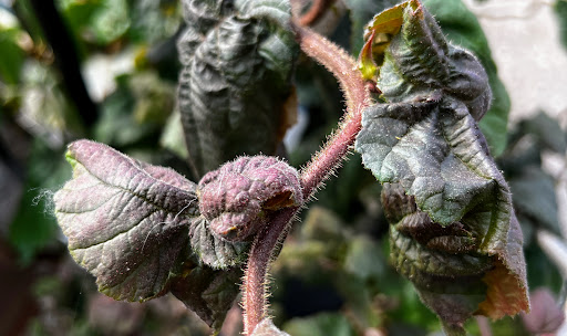 Hardware Store «JB Hostetter & Sons», reviews and photos, 1225 W Main St, Mount Joy, PA 17552, USA