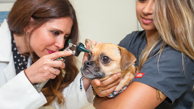 Laguna Beach Animal Hospital