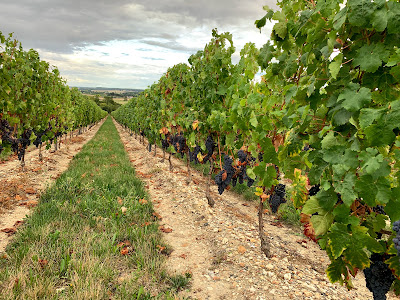 Domaine D’Etilly Hervé Desbourdes à Panzoult