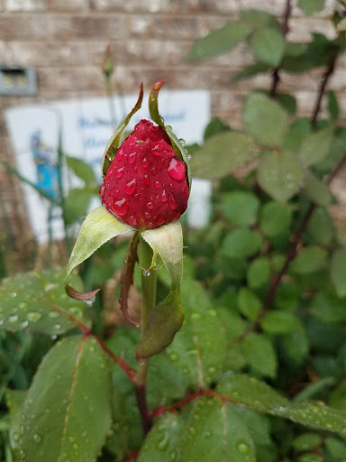 Park «Dr. Martin Luther King Jr. Park», reviews and photos, 42 N Farnsworth Ave, Aurora, IL 60505, USA