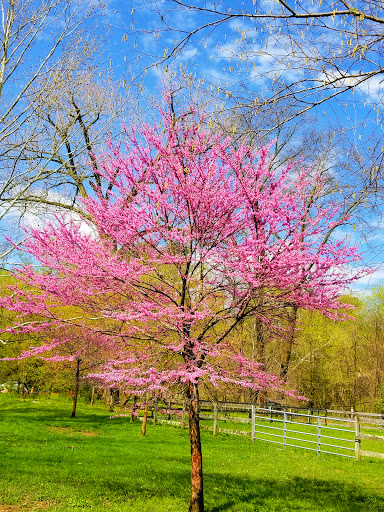 Park «Meadowbrook Local Park», reviews and photos, 7901 Meadowbrook Ln, Chevy Chase, MD 20815, USA