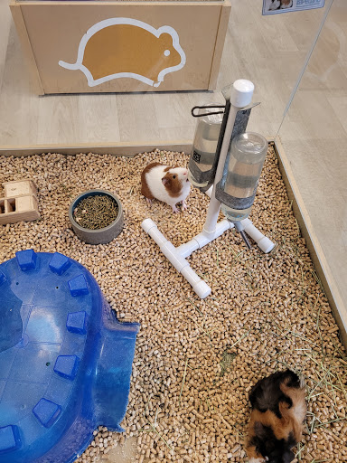 Pet Store «Petland Topeka», reviews and photos, 1801 SW Wanamaker Rd, Topeka, KS 66614, USA