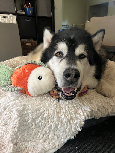 PETS Referral Center image