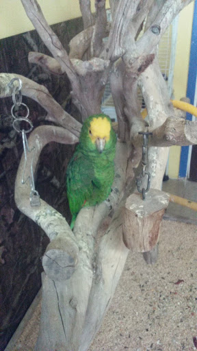 Pet Store «The Amazon Pet Store», reviews and photos, 2936 Del Prado Blvd, Cape Coral, FL 33904, USA