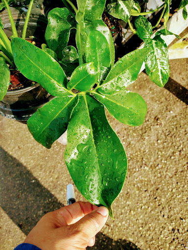 Landscape Designer «Santa Barbara Nursery», reviews and photos, 20425 SW 177th Ave, Miami, FL 33187, USA