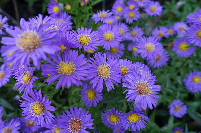 Blattwerk Piet Haeuser: Gartenpflege und naturnahe Gartengestaltung - Küssnacht SZ