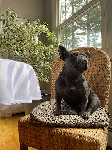 Photo of Doggie Play Day