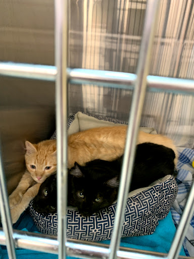 Pet Supply Store «PetSmart», reviews and photos, 10329 S State St, Sandy, UT 84070, USA