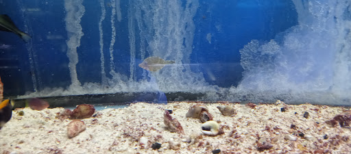 Pet Store «Leesburg Pet Center», reviews and photos, 959 N 14th St, Leesburg, FL 34748, USA