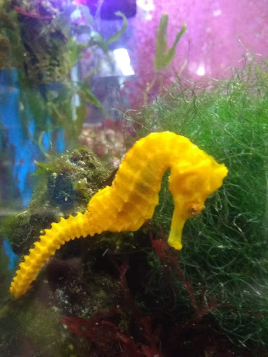 Pet Supply Store «Coastline Pet Supply», reviews and photos, 3530 Northgate Dr, Myrtle Beach, SC 29588, USA