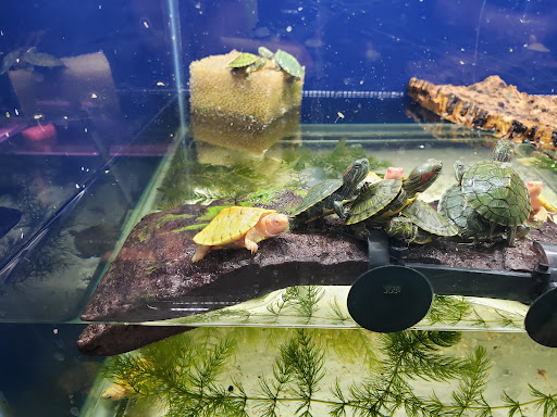 Pet Store «Zoo Creatures Pet Store», reviews and photos, 149 Plaistow Rd, Plaistow, NH 03865, USA