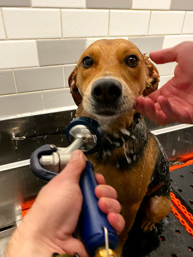 Pet Supply Store «Petco Animal Supplies», reviews and photos, 2727 Pfingsten Rd #8, Glenview, IL 60026, USA