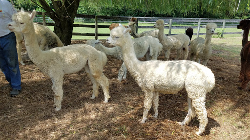 Farm «Painted Sky Alpaca Farm & Fiber Mill», reviews and photos, 95 Knight House Ln, Earleville, MD 21919, USA