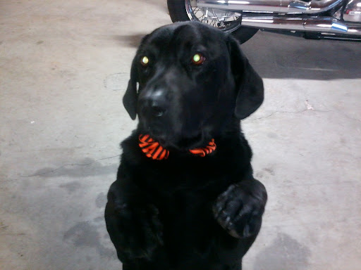 Pet Cemetery «All-Tenn Pet & Horse Cremations», reviews and photos, 2106 Ritter Rd, La Vergne, TN 37086, USA