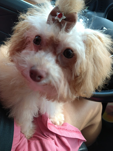 Pet Supply Store «PetSmart», reviews and photos, 950 Hanes Mall Blvd, Winston-Salem, NC 27103, USA