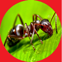 Capasso Pest Services - Photo 2 - Car repair in , Allentown