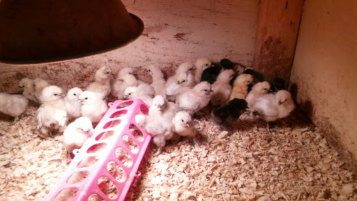 Poultry Farm «R Farm», reviews and photos, 1041 Farm-To-Market 2537, San Antonio, TX 78221, USA