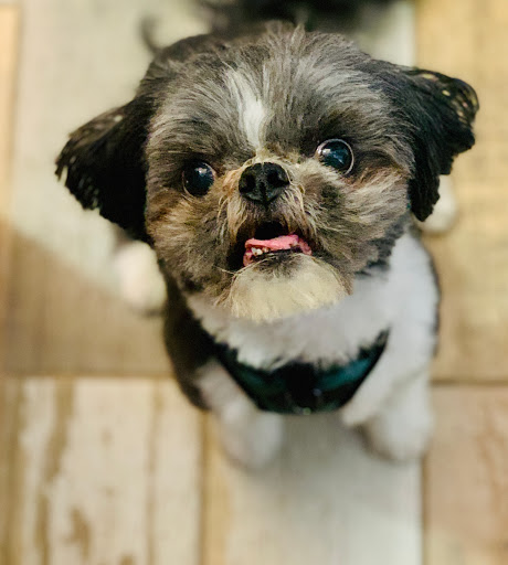 Pet Supply Store «Sprocket & Stone», reviews and photos, 1013 E 53rd St, Chicago, IL 60615, USA