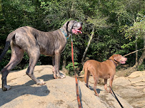 Ruff World Pet Services - Photo 2 - Car repair in , Atlanta