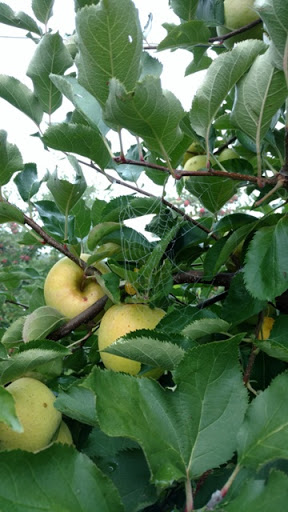 Farm «Manoff Market Gardens», reviews and photos, 3157 Comfort Rd, Solebury, PA 18963, USA