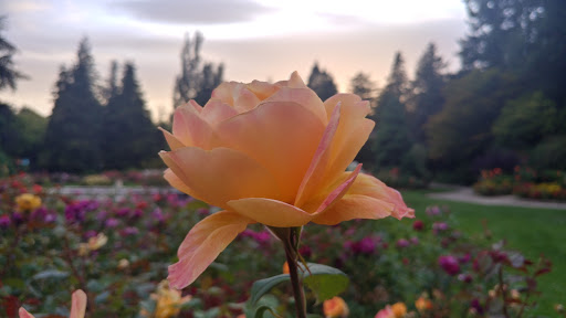 Park «Woodland Park Rose Garden», reviews and photos, 750 N 50th St, Seattle, WA 98103, USA