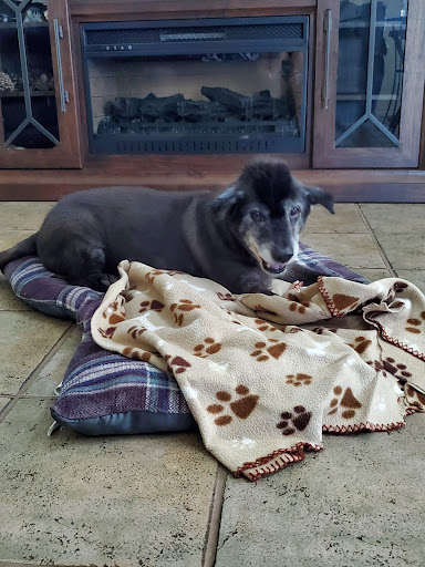 Pet Groomer «Pretty Paws Salon & Spa», reviews and photos, 604 S 77 Sunshine Strip, Harlingen, TX 78550, USA