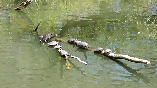 Zoo «Queens Zoo», reviews and photos, 53-51 111th St, Corona, NY 11368, USA