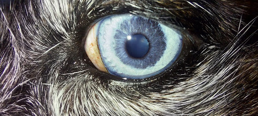Oftalmologia Animal - Serviço de Oftalmologia Veterinária em Rio Claro - SP