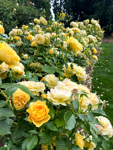 Park «Woodland Park Rose Garden», reviews and photos, 750 N 50th St, Seattle, WA 98103, USA