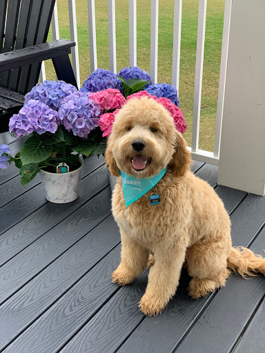 Pet Supply Store «PetSmart», reviews and photos, 1759 Apalachee Pkwy, Tallahassee, FL 32301, USA