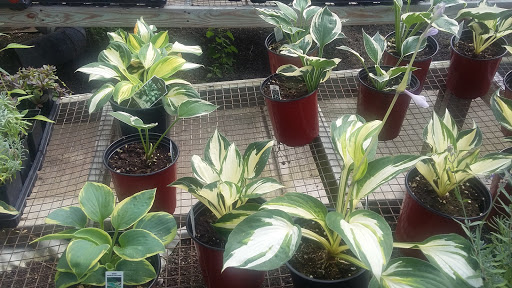 Florist «Frankstown Gardens», reviews and photos, 10158 Frankstown Rd, Pittsburgh, PA 15235, USA