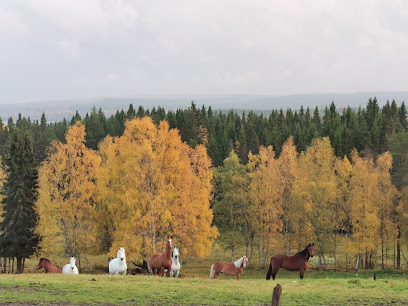 Angeyja Islandshästar-Healing Horses W Ranch