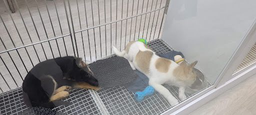 Pet Store «Petland Topeka», reviews and photos, 1801 SW Wanamaker Rd, Topeka, KS 66614, USA