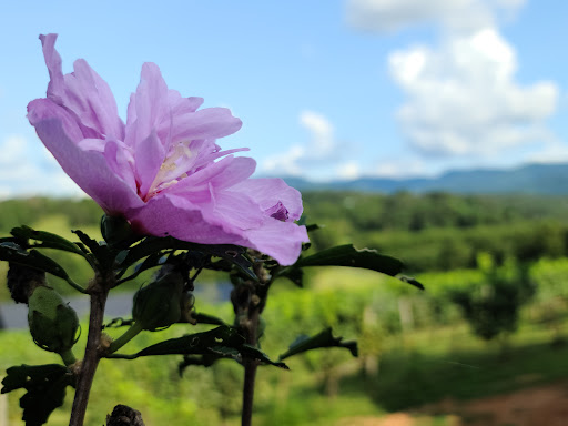 Winery «Silver Fork Winery», reviews and photos, 5000 Patton Rd, Morganton, NC 28655, USA