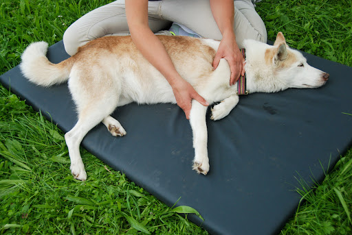 Caren Seel – Pferdephysiotherapie & Hundephysiotherapie unter Gladenbach, Hessen