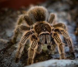 Butterfly World - photo 19