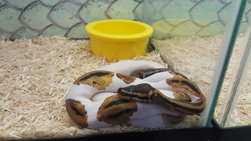 Pet Store «Incredible Pets Inc», reviews and photos, 2255 N Wickham Rd # 102, Melbourne, FL 32935, USA