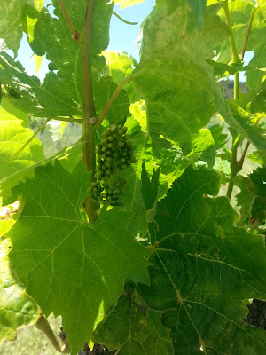 Domaine Alexandre Carmantrand à Cruzy