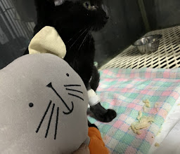 Hospetal Veterinario photo