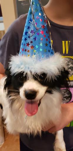 Pet Supply Store «Dog Gone Holistic-SouthShore», reviews and photos, 13131 US-301, Riverview, FL 33578, USA