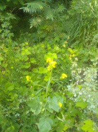 Scranton's Thruway Builders Supply - Photo 3 - Car repair in Tonawanda, NY, Buffalo