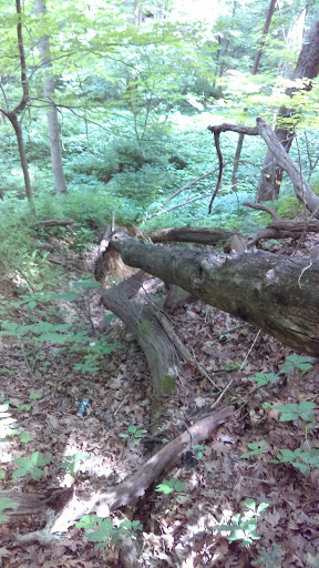 Nature Preserve «Swallow Cliff Woods South», reviews and photos, Illinois Rt 83 & US Rt 45, Palos Park, IL 60464, USA