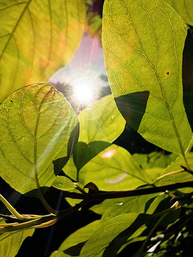 Nature Preserve «Beaverton Creek Wetlands Natural Area», reviews and photos, SW 153rd Dr, Beaverton, OR 97006, USA